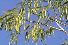 Sesbania grandiflora